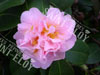 Camelia typhany