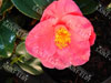 Camelia souvenir de hubert thoby