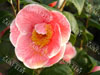 Camelia sampei tsubaki