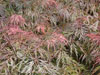 Acer crimson queen