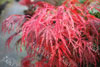 Acer crimson queen