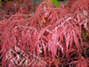 Acer garnett