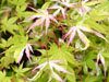 Acer kagiri nishiki