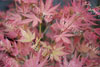 Acer wilson pink dwarf