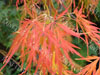 Acer viridis