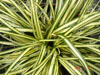 Carex super gold