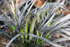 Ophiopogon