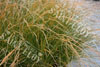 Stipa arundinacéa