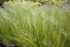 Stipa tenuifolia