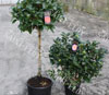 Camelias tige c7.5l pleine terre